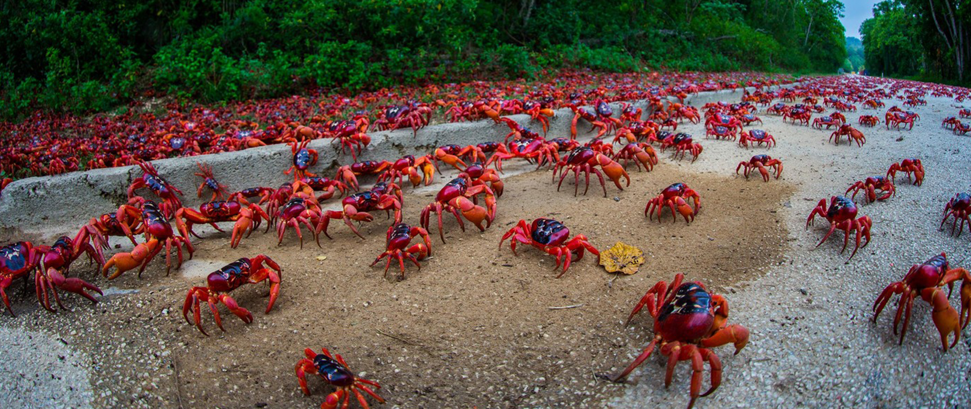 red crabs in Australia